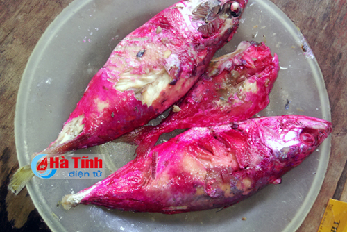 ca-kho-doi-mau-do-ruc-bat-thuong-o-ha-tinh-cong-bo-nguyen-nhan