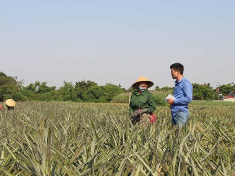 la-lung-thuong-lai-trung-quoc-thu-mua-ca-dua-non