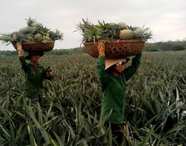la-lung-thuong-lai-trung-quoc-thu-mua-ca-dua-non