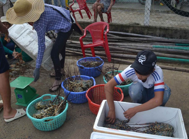 tom-hum-chet-hang-loat-o-vinh-xuan-dai-da-tim-ra-nguyen-nhan