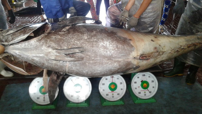 ca-ngu-dai-duong-khung-280kg-dinh-cau-ngu-dan-binh-dinh