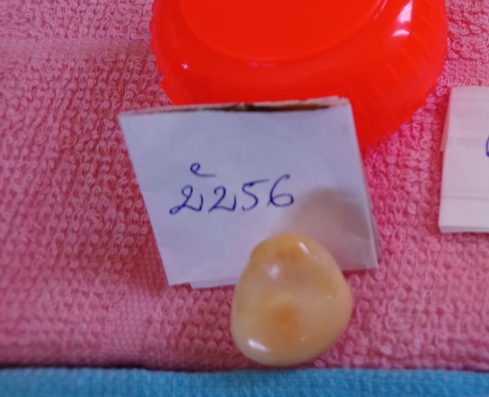 bac-lieu-xon-xao-ngu-dan-bat-duoc-vien-ngoc-oc-quy-hiem-gia-gan-nua-ty