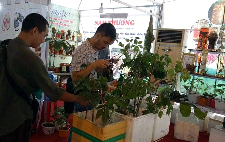 dan-quang-nam-thu-125-ty-dong-tu-hoi-cho-sam-ngoc-linh