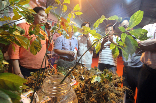dan-quang-nam-thu-125-ty-dong-tu-hoi-cho-sam-ngoc-linh