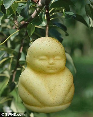 ky-la-nong-dan-trong-le-hinh-duc-phat-dua-hau-trai-tim-va-bi-dao-dau-lau