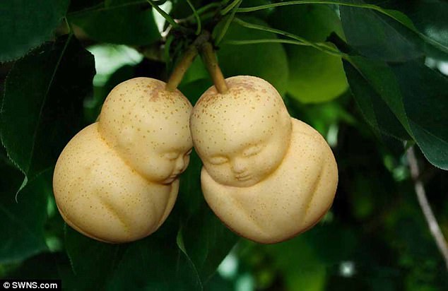 ky-la-nong-dan-trong-le-hinh-duc-phat-dua-hau-trai-tim-va-bi-dao-dau-lau