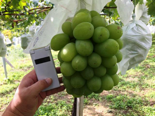 ly-giai-vi-sao-nho-mau-don-gia-hang-trieu-dong-1-kg-van-hut-khach