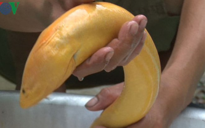 hau-giang-bat-duoc-con-luon-vang-khung-voi-trong-luong-gan-1-kg