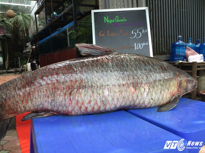thuy-quai-ho-thac-ba-nang-hon-nua-ta-boi-tu-thac-ba-ve-ha-noi