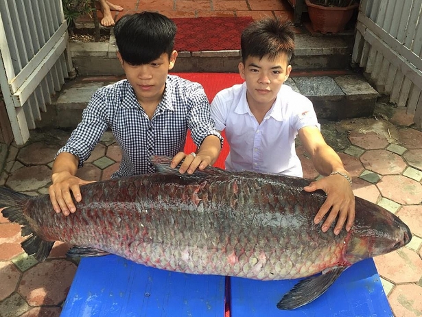 thuy-quai-ho-thac-ba-nang-hon-nua-ta-boi-tu-thac-ba-ve-ha-noi