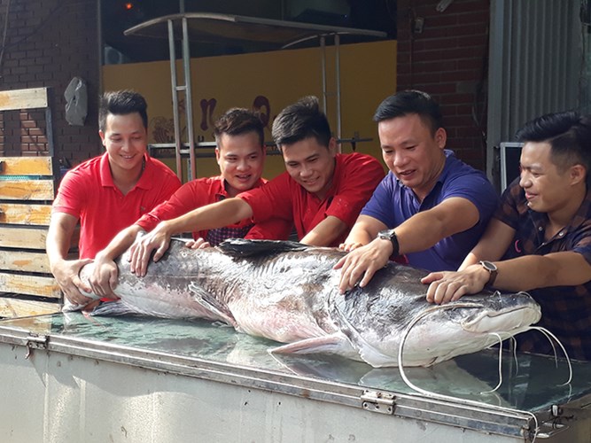 them-1-ca-lang-khung-108-kg-dai-2m-di-chuyen-co-ve-ha-noi-phuc-vu-dai-gia