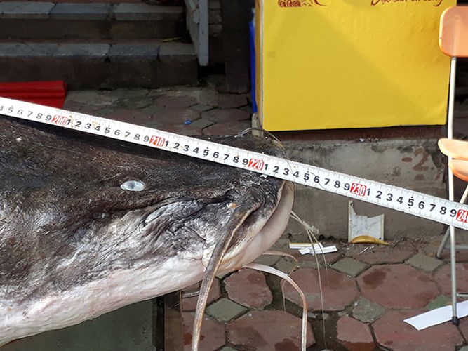 them-1-ca-lang-khung-108-kg-dai-2m-di-chuyen-co-ve-ha-noi-phuc-vu-dai-gia