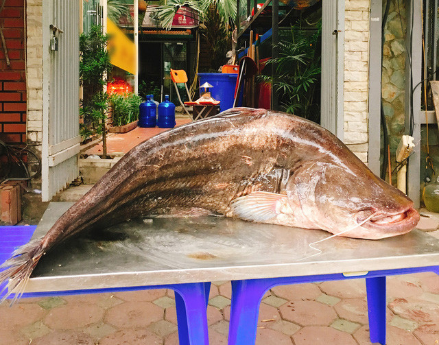 ha-noi-xuat-hien-ca-leo-khung-dai-gan-2-met-nang-60-kg