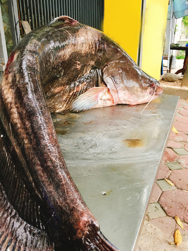 ha-noi-xuat-hien-ca-leo-khung-dai-gan-2-met-nang-60-kg