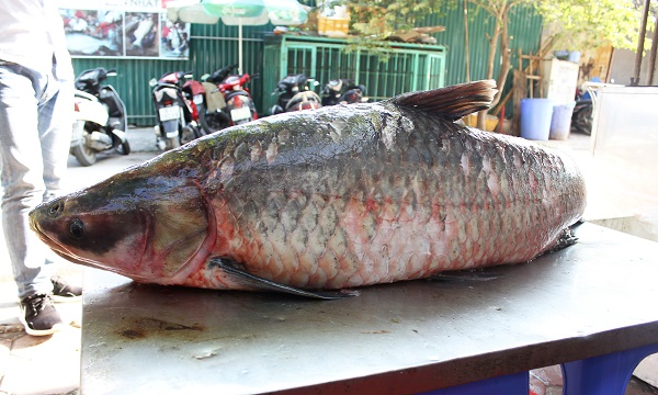 ca-tram-den-khung-nang-42-kg-tu-yen-bai-ve-ha-noi