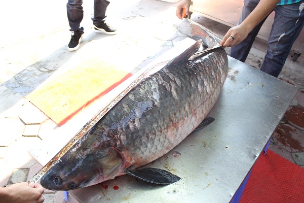 ca-tram-den-khung-nang-42-kg-tu-yen-bai-ve-ha-noi