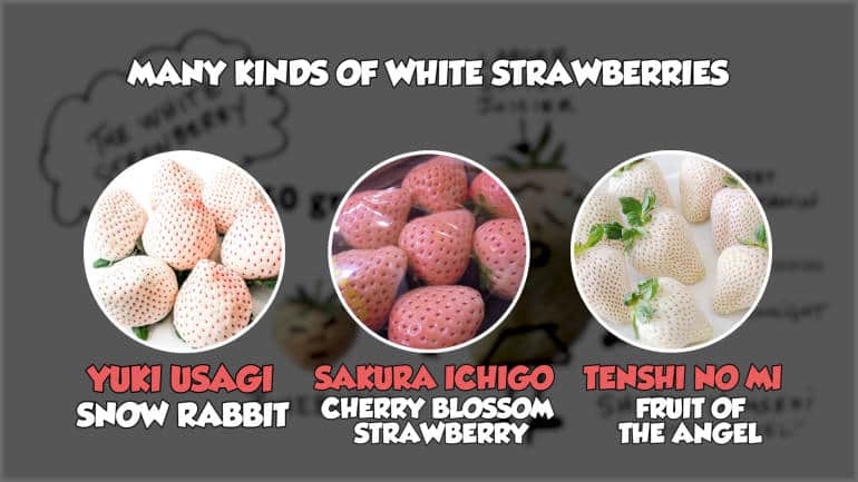 dau-tay-trang-gia-khung-230000-dongqua-nua-lang-co-gi-dac-biet