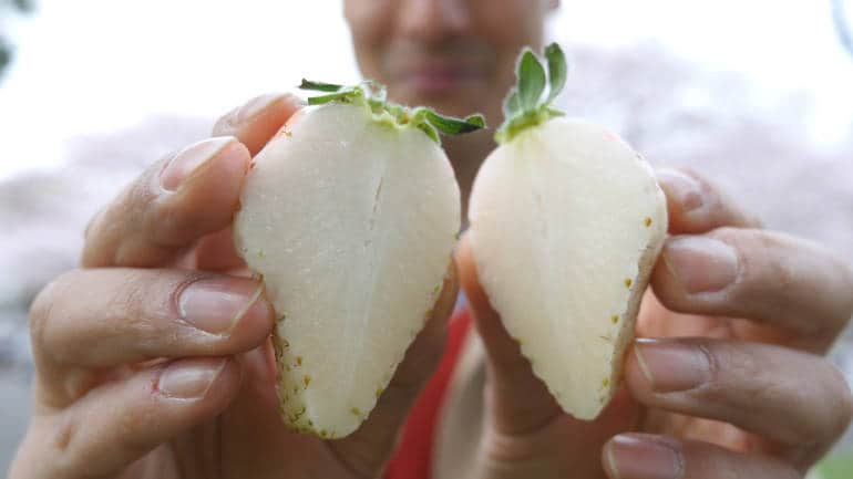 dau-tay-trang-gia-khung-230000-dongqua-nua-lang-co-gi-dac-biet
