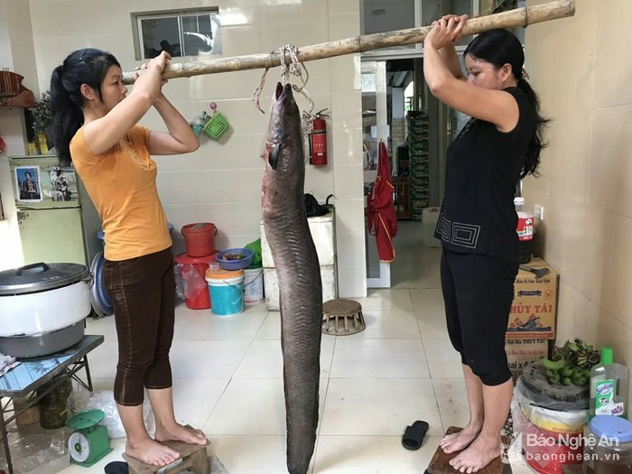 nghe-an-bat-duoc-thuy-quai-dai-2m-nang-22kg-tren-song-lam
