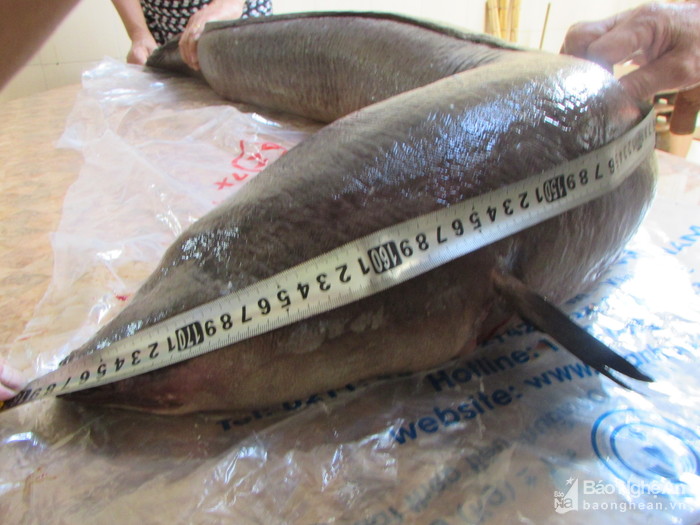 nghe-an-bat-duoc-thuy-quai-dai-2m-nang-22kg-tren-song-lam