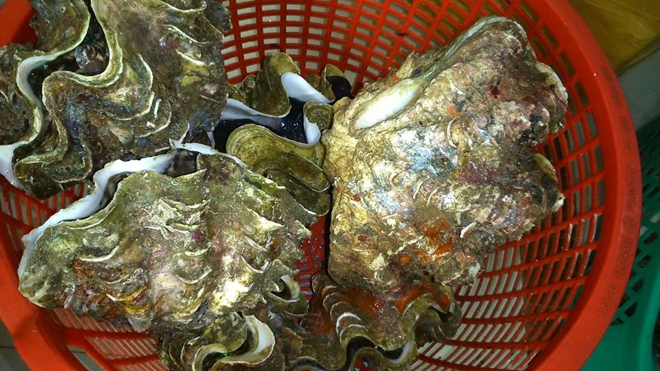 dai-gia-ha-thanh-san-oc-khung-nang-10kg-gia-4-trieu