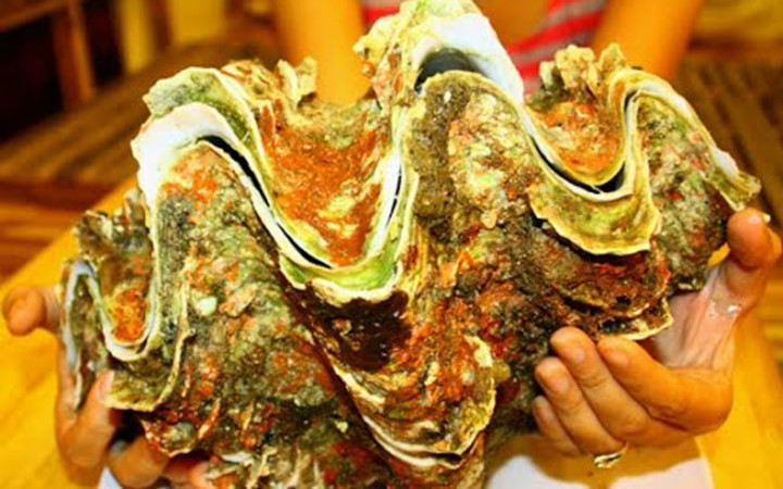 dai-gia-ha-thanh-san-oc-khung-nang-10kg-gia-4-trieu