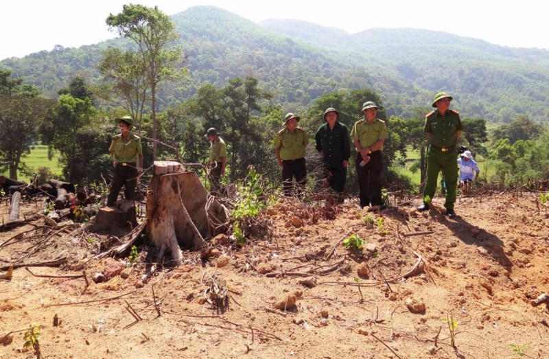 gan-44-ha-rung-tu-nhien-bi-xoa-so-o-binh-dinh-khoi-to-vu-an-hinh-su