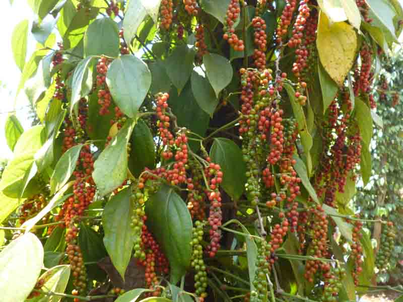 bau-duc-thu-nghin-ty-tu-chuoi-chanh-day-tiep-tuc-trong-ot-va-ho-tieu