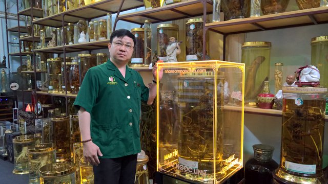 cu-sam-ngoc-linh-lon-nhat-the-gioi-tai-viet-nam-dai-gia-han-tra-tien-ty-khong-ban