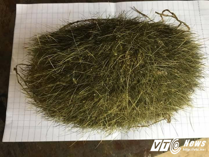quang-binh-mo-lon-nuoi-10-nam-phat-hien-vat-the-la-nghi-cat-lon-quy-hiem