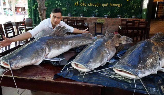 3-con-ca-lang-nang-khung-300-kg-ve-viet-nam-dai-gia-xuong-tien-mua-luon