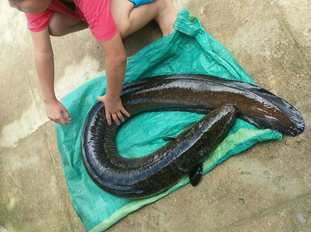 quang-ngai-ca-chinh-khung-14-kg-trong-long-ho-thuy-dien-dinh-cau-can-thu