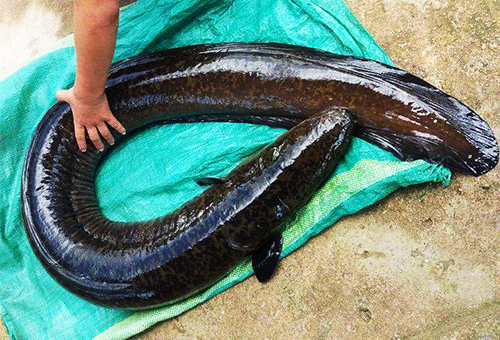 quang-ngai-ca-chinh-khung-14-kg-trong-long-ho-thuy-dien-dinh-cau-can-thu