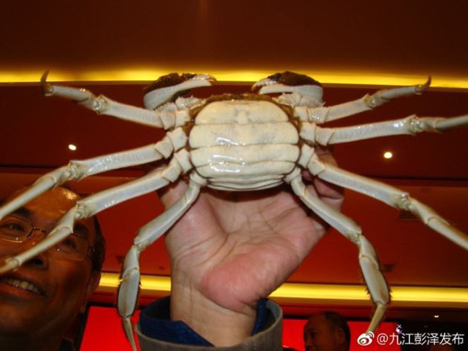 choang-hai-con-cua-dong-chua-den-1kg-duoc-tra-gia-272-ty-dong