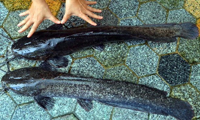ca-mau-bat-duoc-dan-ca-tre-khung-dai-1m-nang-ca-chuc-kg-gay-xon-xao