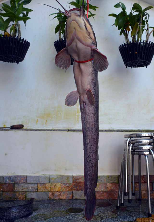 ca-mau-bat-duoc-dan-ca-tre-khung-dai-1m-nang-ca-chuc-kg-gay-xon-xao