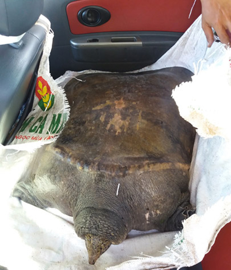 hau-giang-bat-duoc-cua-dinh-khung-40-kg-dai-gia-bo-24-trieu-ra-mua