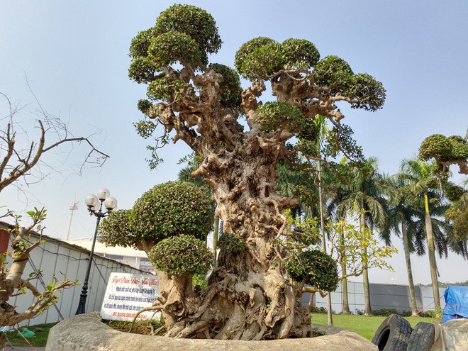 ha-noi-cay-duoi-khung-gan-4m-rao-gia-15-ty-dong-gay-choang