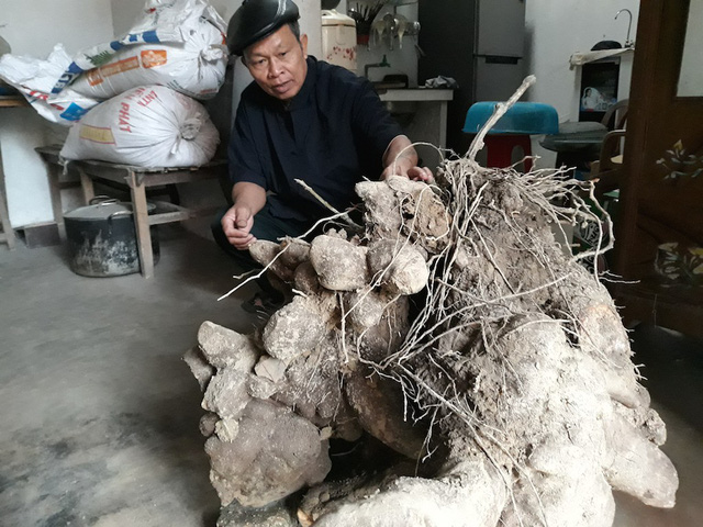 nghe-an-xon-xao-cu-khoai-lo-khung-nang-gan-70-kg-nhin-nhu-goc-cay-co-thu
