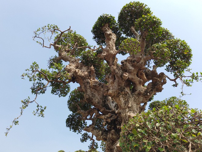 ha-noi-cay-duoi-khung-gan-4m-rao-gia-15-ty-dong-gay-choang