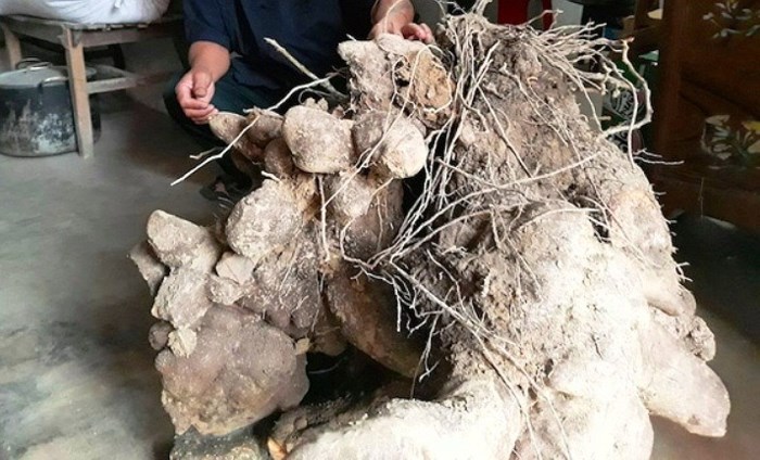 nghe-an-xon-xao-cu-khoai-lo-khung-nang-gan-70-kg-nhin-nhu-goc-cay-co-thu
