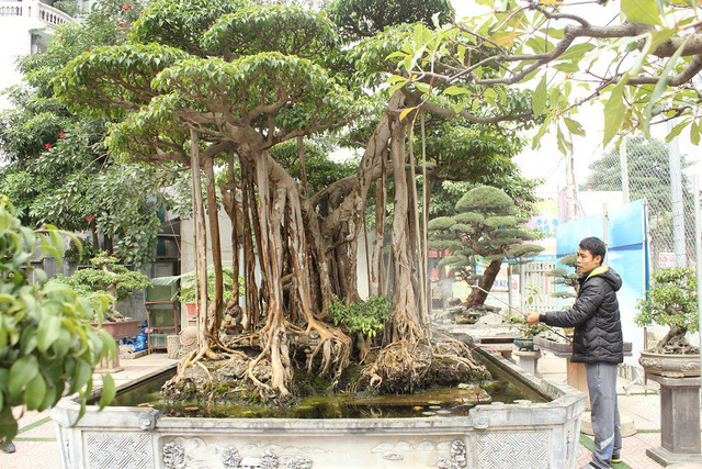 xon-xao-dai-gia-ha-noi-chi-5-ty-mua-dut-cay-sanh-noi-tieng-bac-nhat-viet-nam