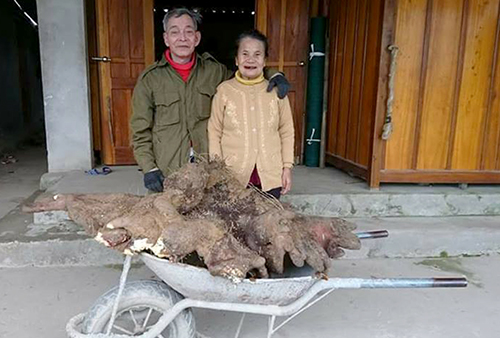 xon-xao-vo-chong-cu-ong-dao-duoc-cu-khoai-vac-nang-37-kg-tra-15-trieu-dong-khong-ban