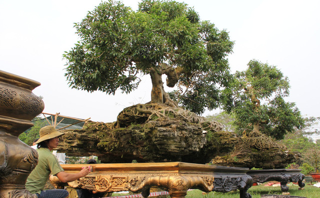choang-vang-cap-cay-sanh-rua-vang-cong-rong-gia-4-ty-tai-tphcm