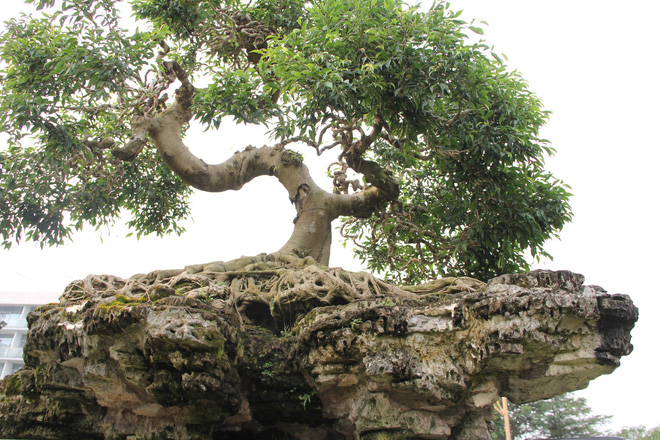 choang-vang-cap-cay-sanh-rua-vang-cong-rong-gia-4-ty-tai-tphcm