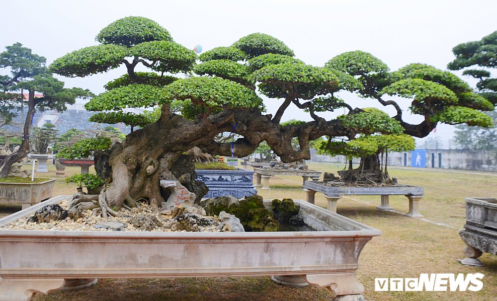 ngam-lao-duoi-long-dan-phuong-vu-tri-gia-tren-2-ty-dong-tai-vinh-phuc