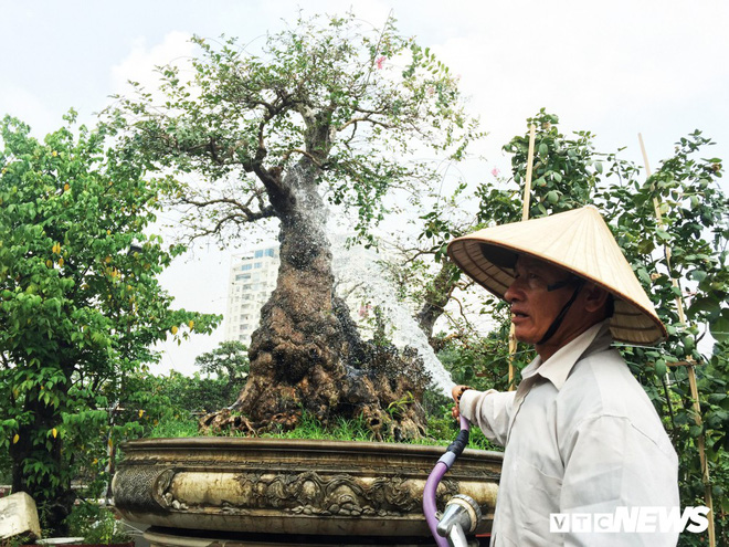 so-phan-nhung-cay-canh-rao-ban-tien-ty-truoc-tet-gio-ra-sao