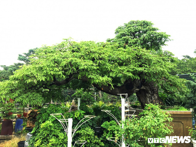 so-phan-nhung-cay-canh-rao-ban-tien-ty-truoc-tet-gio-ra-sao