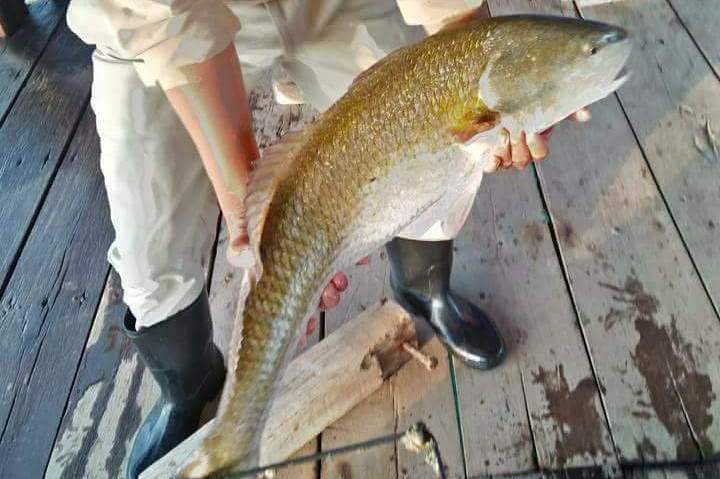 khanh-hoa-bat-duoc-ca-su-vang-quy-hiem-52-kg-dai-gia-tra-400-trieu-khong-ban