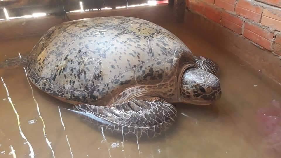 ben-tre-bat-duoc-rua-bien-200kg-thuong-lai-tra-xuong-tien-150-trieu-dong-nhung-khong-ban